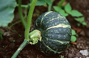 吃瓜捏爆眼球视频下载免费,轻松获取热门内容！  第1张